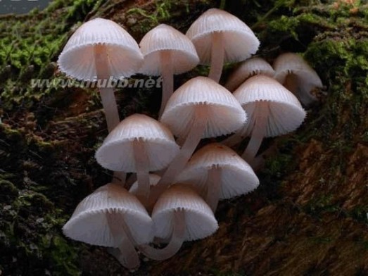 草菇图片 一组美丽的毒蘑菇图片