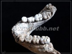 颚骨 颚骨：颚骨-简介，颚骨-250万年前人类颚骨化石