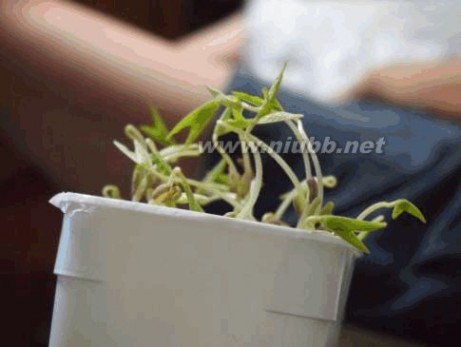 黄豆芽的生长过程 绿豆芽的成长过程