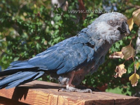 小蓝金刚鹦鹉 最后一只野生斯皮克蓝金刚鹦鹉去世