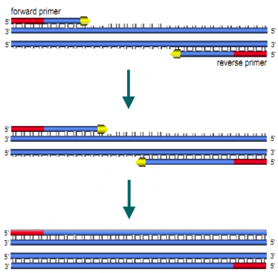 上游引物 pcr 为什么要同时用上下游引物