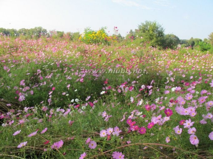 寻找格桑花