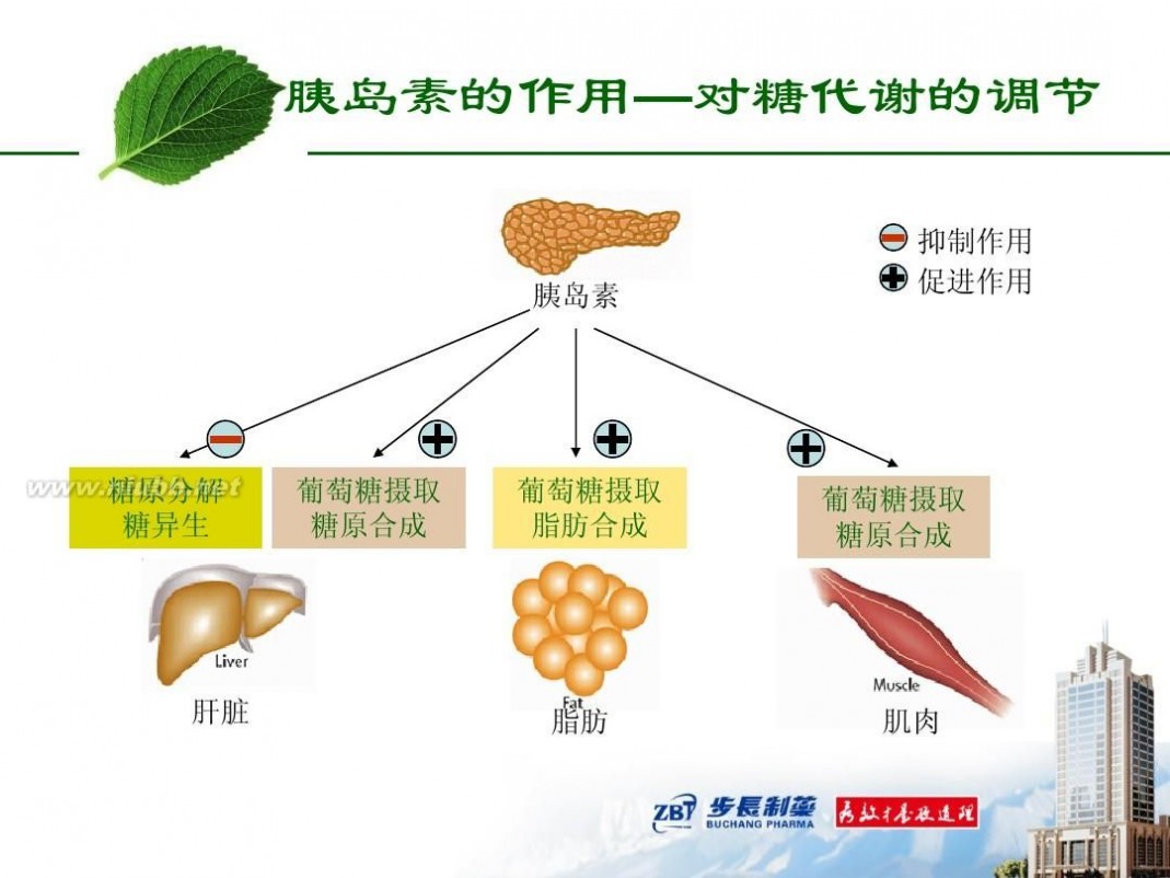 tm2012 2012-TM-01糖尿病基本知识