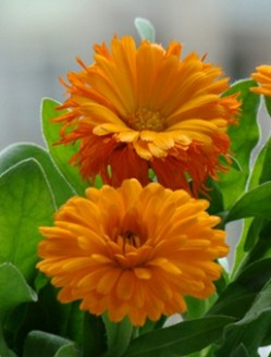 calendula 金盏菊-金盏菊图片|金盏菊的养殖方法