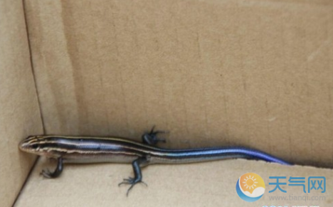 市民发现蓝色蜥蜴 市民发现蓝色蜥蜴 蓝色蜥蜴是什么