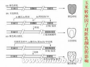 巴巴拉·麦克林托克：巴巴拉·麦克林托克-人物简介，巴巴拉·麦克林托克-科研生涯_麦克林