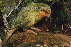 鸮鹦鹉：鸮鹦鹉-外形特征，鸮鹦鹉-分布范围_鸮鹦鹉