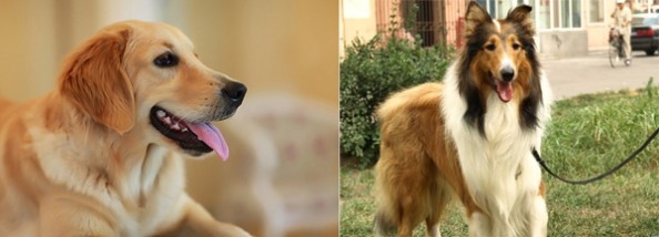 苏牧犬 苏格兰牧羊犬和金毛犬哪个好养