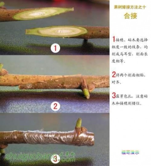 果树嫁接技术 12种果树嫁接法演示 图解果树嫁接