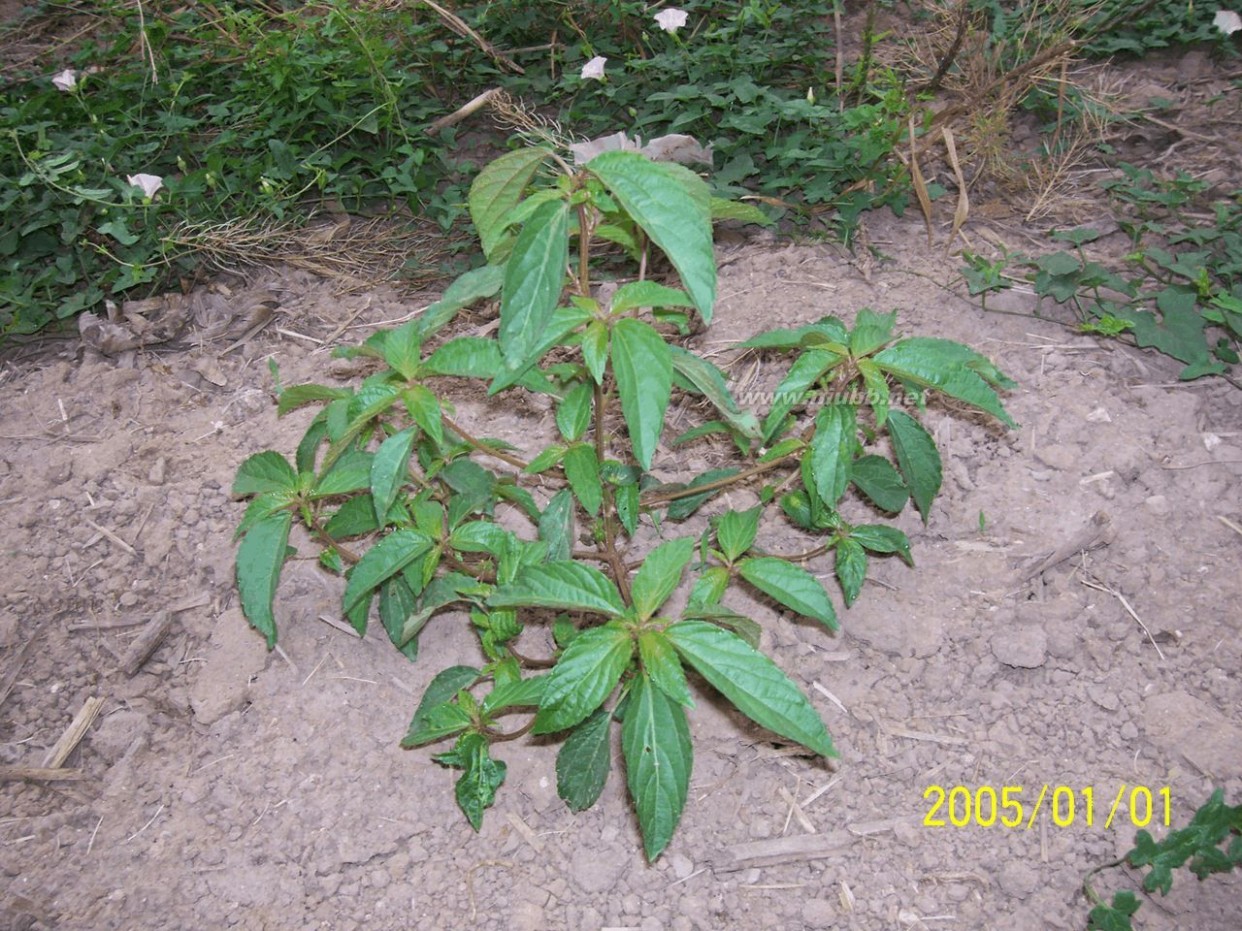 老鸹筋 野草野菜图片识别