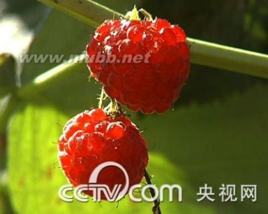 树莓种植 树莓产业发展前景