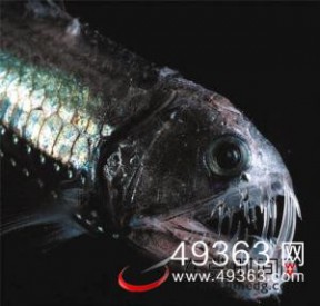 最凶猛的鱼 世界最凶猛的鱼及7大凶残鱼类
