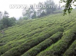 仙人掌茶：仙人掌茶-工艺与品质，仙人掌茶-生长环境_仙人掌茶