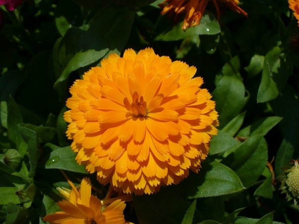 calendula 金盏菊-金盏菊图片|金盏菊的养殖方法
