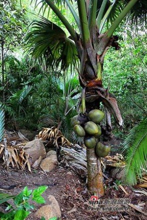 塞舌尔海椰子 塞舌尔群岛的海椰子--世界上最让人脸红的奇特植物