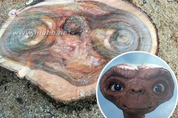 苏格兰人发现一棵奇怪的树，它的年轮像E.T._奇特的年轮