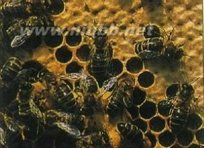 蜂巢：蜂巢-蜂巢简介，蜂巢-蜂巢的几何结构_蜂巢