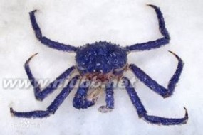 帝王蟹：帝王蟹-简介，帝王蟹-形态特征_塔斯马尼亚帝王蟹
