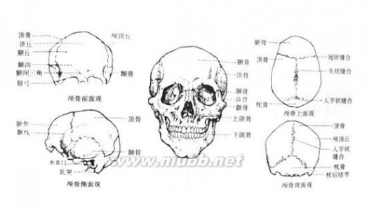 人体结构素描 人物素描：人体头部结构图