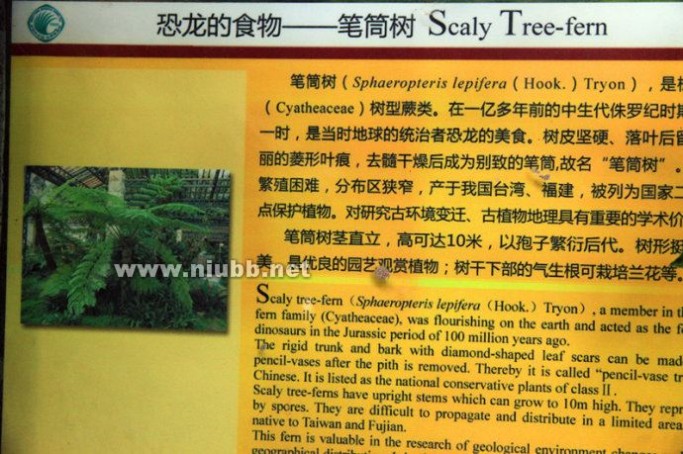 见血封喉树 世界上最毒的树叫“见血封喉”（图）