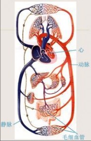 心血管：心血管-简介，心血管-什么是先天性心脏病_心血管