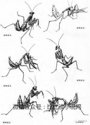 昆虫资料 绘画资料图典：昆虫图谱