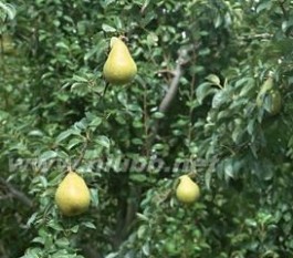 梨[蔷薇科梨属植物]：梨[蔷薇科梨属植物]- 简介，梨[蔷薇科梨属植物]-生长习性_梨的产地