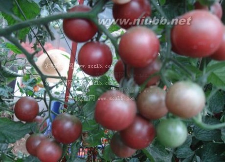 黑珍珠番茄 黑珍珠番茄种植，黑珍珠番茄品种介绍及种植技术