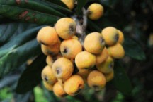 热带水果 各种水果名称及图片
