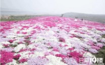 日照花仙子 日照花仙子旅游攻略