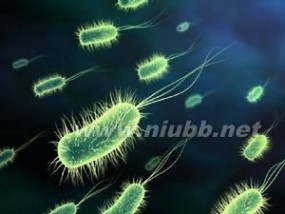 抗菌素：抗菌素-介绍，抗菌素-功能_抗菌素