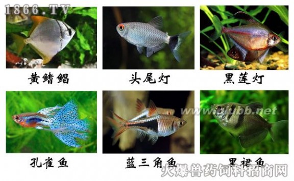宠物鱼的种类图片 热带淡水观赏鱼种类，热带淡水观赏鱼图片