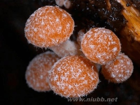 草菇图片 一组美丽的毒蘑菇图片
