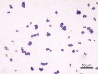 杆菌肽：杆菌肽-作用与用途，杆菌肽-药物相互作用_杆菌肽