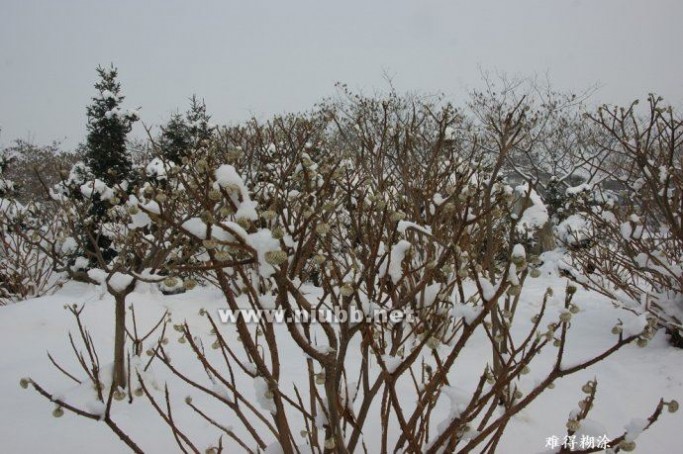 结香花 结香花