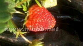 红莓园：红莓园-基本信息，红莓园-红莓园介绍_红莓