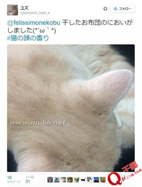 日本发明“猫的额头”香水！让你一次闻个够！_日本香水