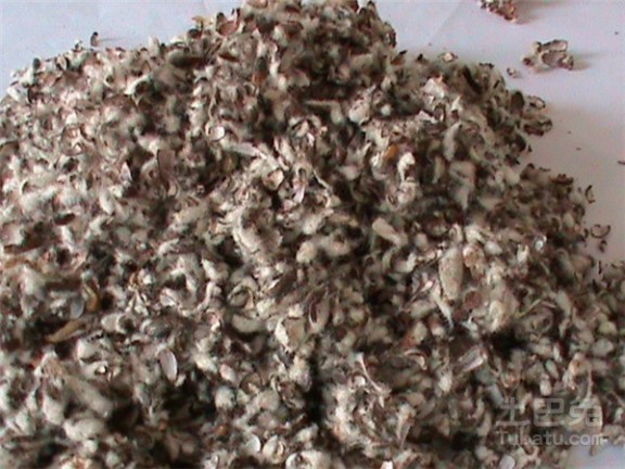 棉籽 棉籽用途及其药用价值的介绍