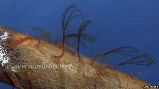 食骨蠕虫 神奇的深海食骨蠕虫 以柔弱身体钻透鱼骨
