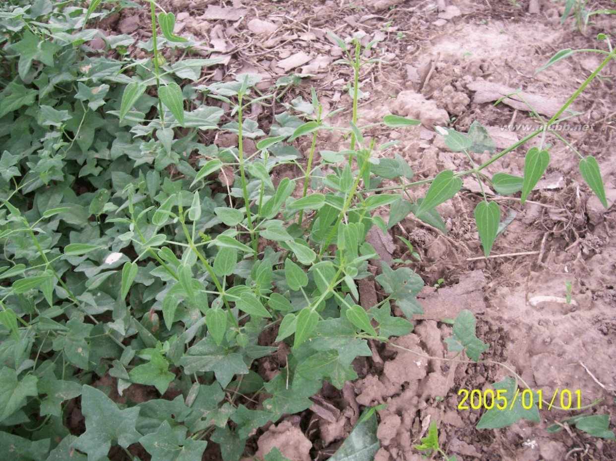 老鸹筋 野草野菜图片识别