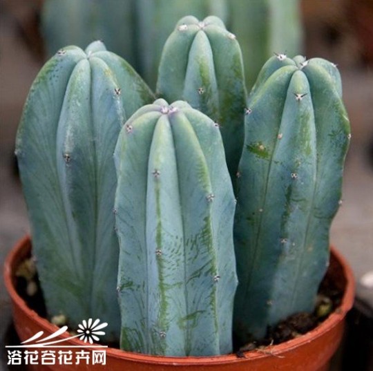 龙神 龙神柱(Myrtillocactus geometrizans)图片