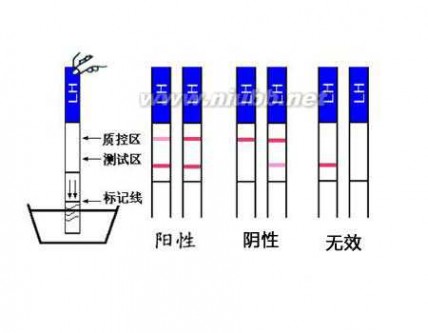 排卵试纸 怀孕 备孕妈妈：排卵试纸测早孕准不准？