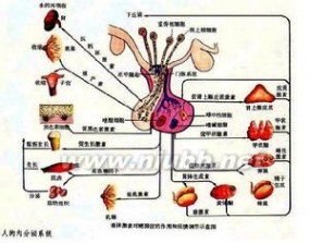 女性生殖生理：女性生殖生理-各阶段的生理特点，女性生殖生理-月经生理_女性生理结构