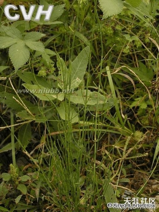 老鸹筋 野草野菜图片识别