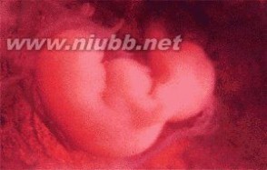 胎儿发育过程图 怀孕1-3个月胎儿发育过程图