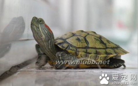 巴西龟可以干养吗 巴西龟能干养吗 巴西龟正确饲养方法