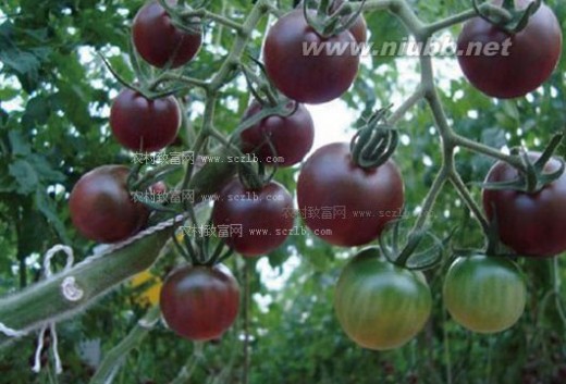 黑珍珠番茄 黑珍珠番茄种植，黑珍珠番茄品种介绍及种植技术