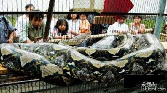 印度尼西亚捕获世界上最大蟒蛇_最大蟒蛇