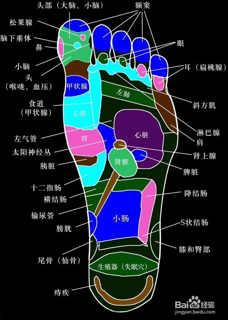 足底按摩穴位图 脚底穴位图按摩（详解）