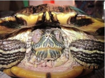 一例巴西龟严重白眼病的治疗_白眼病